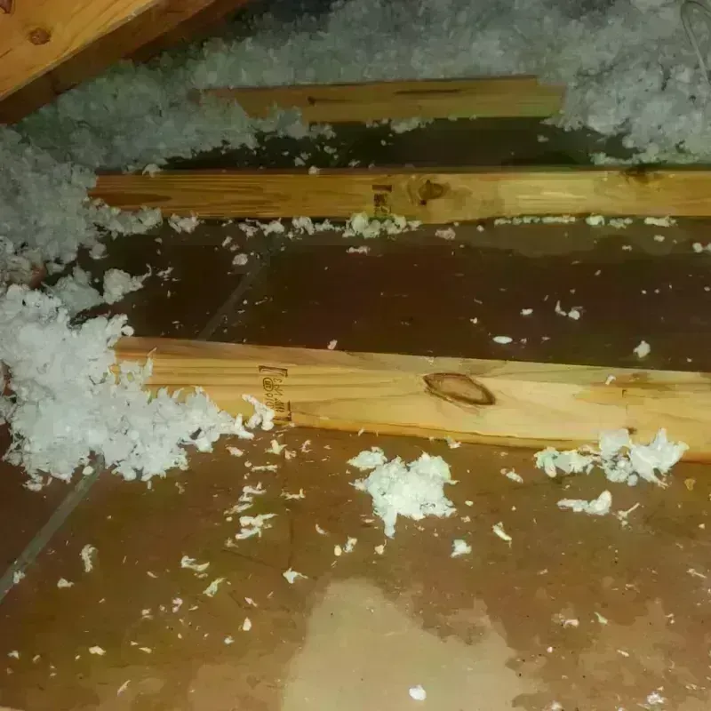 Attic Water Damage in Holly Lake Ranch, TX