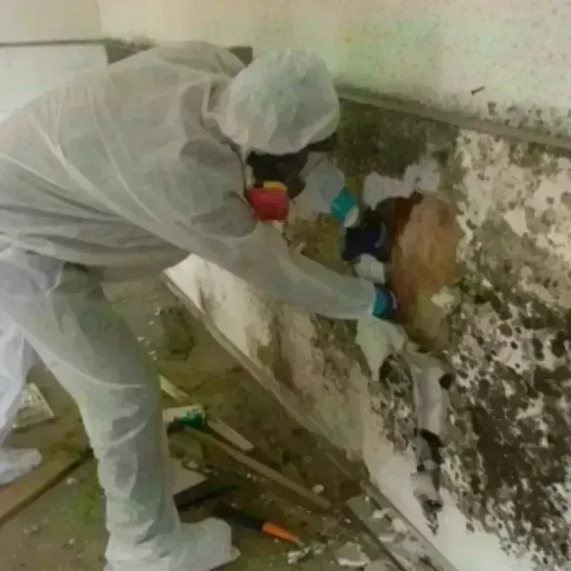 Best Mold Remediation and Removal Service in Holly Lake Ranch, TX